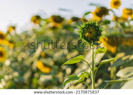 Beautiful Sunflower field of blooming against sunset golden light and blurry mountains landscape background. Sunflower field with bright yellow sunflowers close up