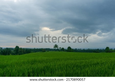 Panoramic view of the countryside with green and cloudy rice fields in the Indonesian tropical season
