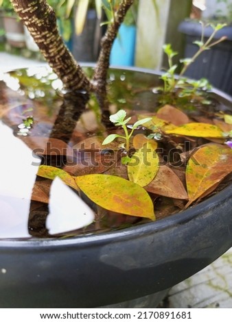 close-up of the fallen leaves in the water