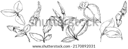 Mint vector isolated. Herbal engraved style illustration. Detailed organic product sketch. The best for design logo, menu, label, icon, stamp.