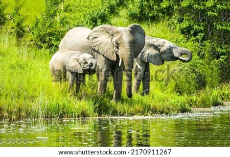 The elephant family came to the river. Elephant family at water. Elephants in nature. Elephant family portrait Royalty-Free Stock Photo #2170911267