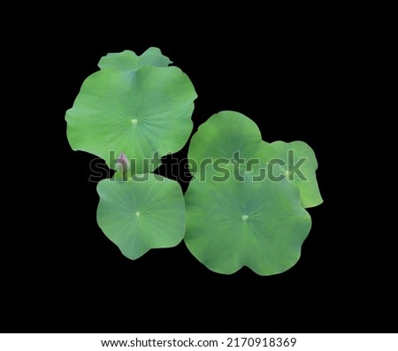 Close up nelumbo or waterlily or lotus leaf bush isolated on black background. Top view lotus flower and gree leaf of lotus.
