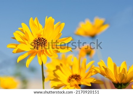 Yellow Jerusalem artichoke flowers on a blurry background. A bright flower in soft focus. A plant of youth and beauty. Cultivation of ornamental Jerusalem artichoke. Natural summer sunny background