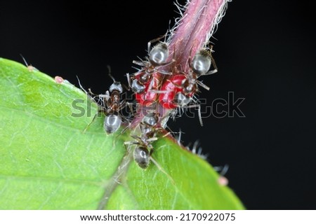 black ant, common black ant, garden ant (Lasius niger), feeding on the extraflora nectaries on a cherry leaf. Royalty-Free Stock Photo #2170922075