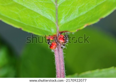 black ant, common black ant, garden ant (Lasius niger), feeding on the extraflora nectaries on a cherry leaf. Royalty-Free Stock Photo #2170922077