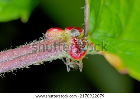 black ant, common black ant, garden ant (Lasius niger), feeding on the extraflora nectaries on a cherry leaf. Royalty-Free Stock Photo #2170922079
