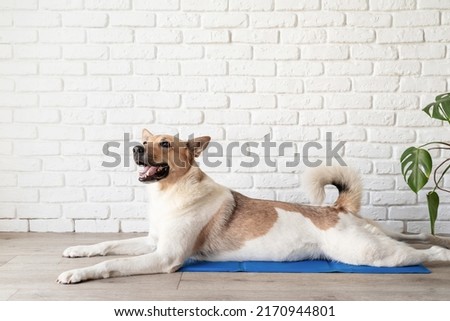 Pet care. Cute mixed breed dog lying on cool mat in hot day looking up, white brick wall background, summer heat Royalty-Free Stock Photo #2170944801