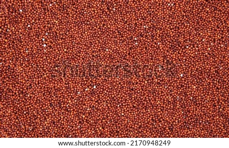 Close up of finger millet spread on surface.. It is also known as kodo millet, ragi, nachani. It is used in various regions of india for various cuisine. It has many health benefits.