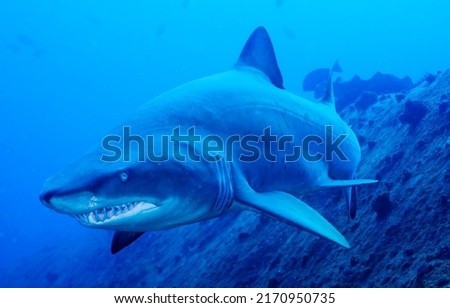 Shark hunts in the depths of the sea. Shark - killer of the deep sea. Shark attack. Shark underwater