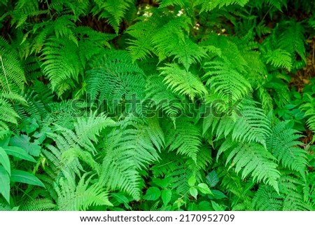 Beautiful fern leaf texture in nature. Natural ferns background Fern leaves Close up ferns nature. Fern plants in forest Background of the ferns Nature concept. Green ferns nature. Natural floral fern Royalty-Free Stock Photo #2170952709