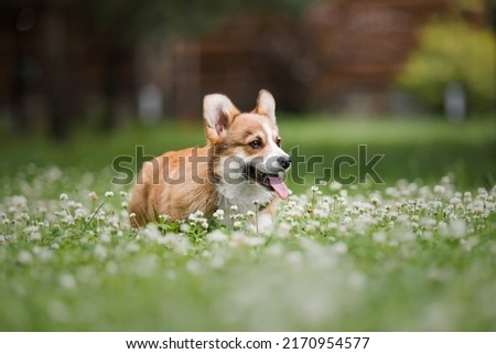Happy and active purebred Welsh Corgi puppy dog outdoor in the grass Royalty-Free Stock Photo #2170954577