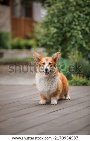 Happy and active purebred Welsh Corgi dog outdoors in the grass Royalty-Free Stock Photo #2170954587