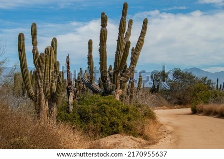 Rural sandy road in the Mexican desert, surrounded by giant cactus plants, (Large Elephant Cardon cactus) part of a large nature reserve area in the town of Todos Santos, Baja California Sur, Mexico. Royalty-Free Stock Photo #2170955637