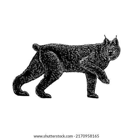 Canada Lynx hand drawing vector illustration isolated on white background