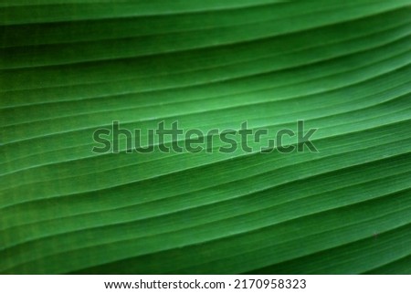 abstract ิbanana leaf wallpaper with horizontal line pattern organic theme can be use for advertisement poster food packagedesign and label skincare product presentation website template.