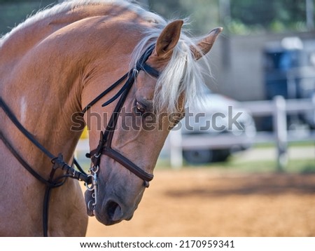 Image with competition horse and blurred background.