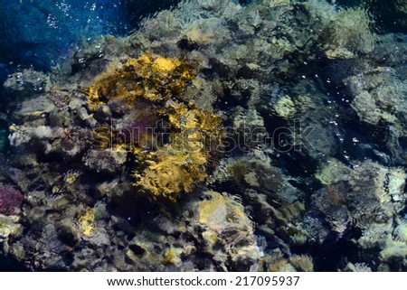 blur background, coral reef photographed from above through the water column,