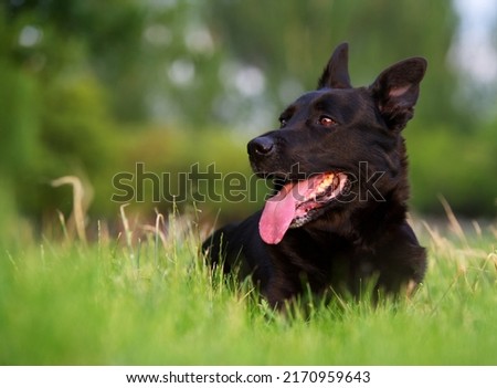 Beauty close up with Belgian Shepherd dog resting and looking away at sunset in natural park.