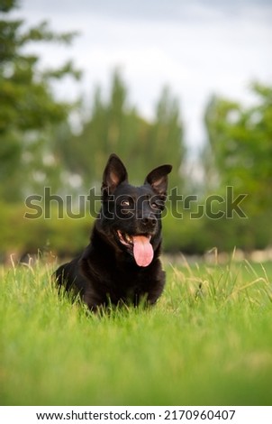 Beauty image in foreground with black belgian shepherd dog resting on grass.