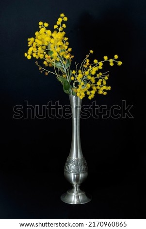 Beautiful fresh Golden Wattle (AKA Mount Morgan Wattle, Silver Wattle and Queensland Wattle) Acacia Podalyriifolia, in a decorative silver pewter vase isolated on a black background. Australia.