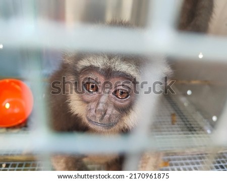 wild animals were secured at the Gorontalo Natural Resources Conservation Agency. Royalty-Free Stock Photo #2170961875