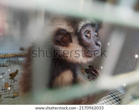 wild animals were secured at the Gorontalo Natural Resources Conservation Agency. Royalty-Free Stock Photo #2170962033
