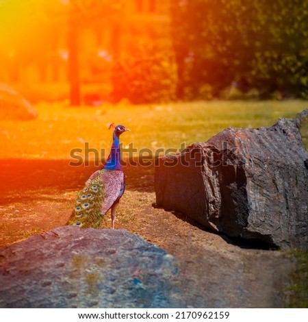 beautiful blue peacock walks on the lawn under the rays of the sun