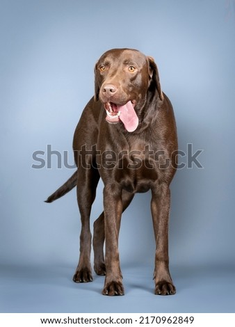 Chocolate labrador standing in a photo studio