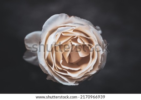 The petals of a rose unfolding in white and beige creamy tones and blurred dark background. Close-up view from above