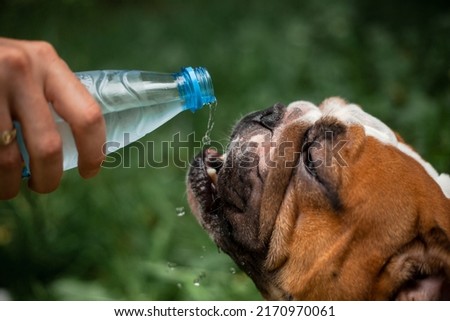 english bulldog drinks water from a bottle
