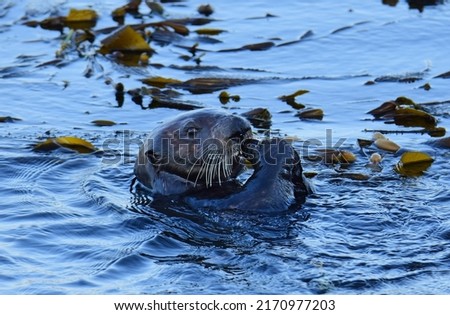 close up of a cute sea otter eating a shellfish in kelp in the lagoon of morro bay in san luis obispo on the central california coast 