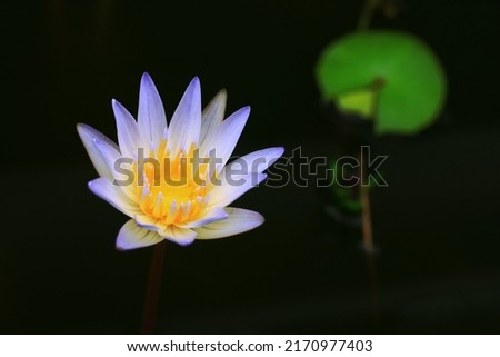 Small lotus flower and leaf, isolated on dark background