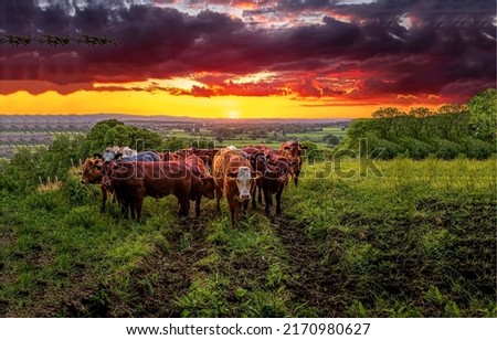 A herd of cows in a pasture at dawn. Cow herd on pasture at dawn. Cows at dawn. Cow pasture at dawn Royalty-Free Stock Photo #2170980627