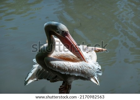 Pelican beautiful big bird with a long beak for fishing