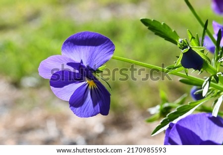 Violets blooming in the garden