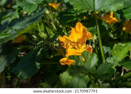 Photo of Zucchini flower blooming in the glasshouse