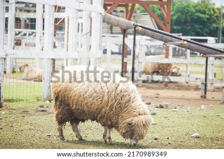A sheep eating grass on the ranch
