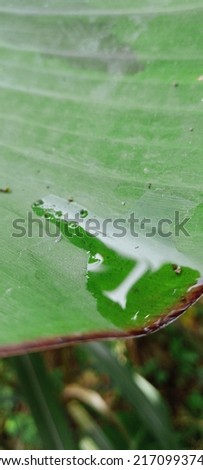 Picture of green banana leaves that are dewy in the rain