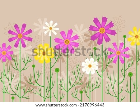 Illustration of the cosmos flowers