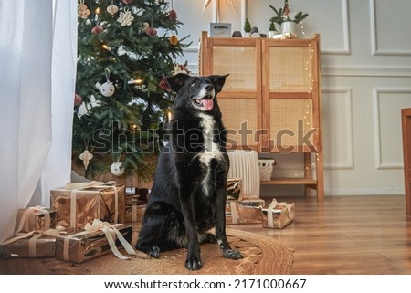 Black and white dog sits next to the New Year and Christmas tree