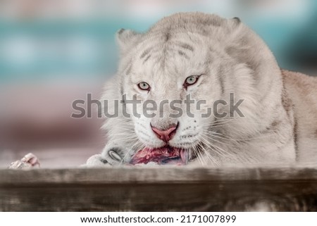 White tiger close-up, laying down and eating meat on bones. Close view with blurred background. Wild animals in zoo, big cat