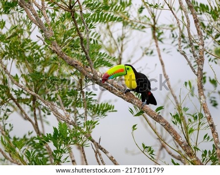 Keel-billed Toucan perched on tree branch in Panama