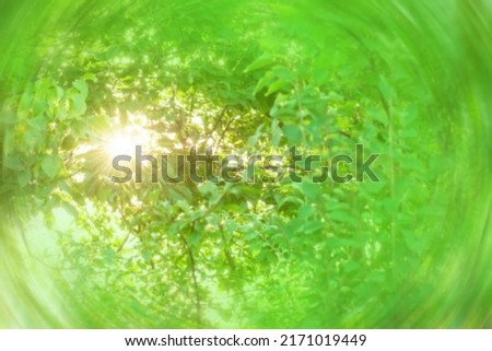 Blurred sunset garden or park background with daylight. Green leaves in a forest abstract blurred  background.