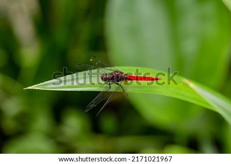 Close up photo of red dragonfly on a leaf