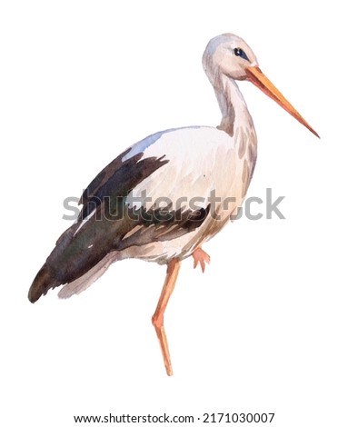Watercolor illustration of bird stork on white backgroud