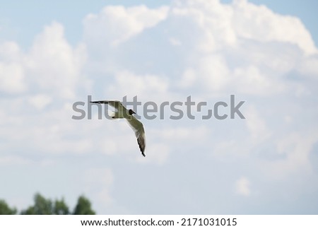 A lonely bird with white and grey plumage flying alone in an open blue sky with white fluffy clouds with silver coloured sky near the forest and waiting for hunting starts. 