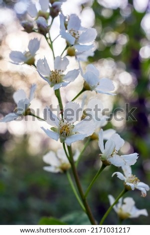 Summer in Poland. white flowers on a beautiful natural background with bokeh