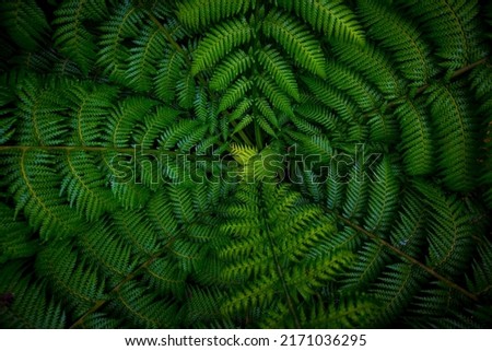 Dark and vibrant green fern leaves spreading out creating swirly natural pattern background. Dicksonia sellowiana, the xaxim, or samambaiacu or imperial samambaiacu.