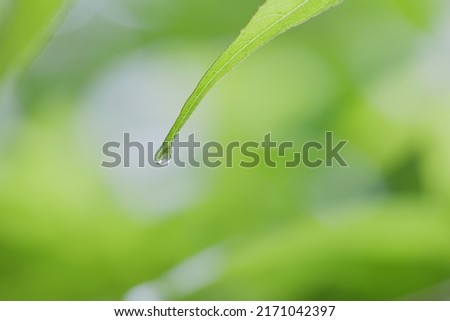 A drop of water on the tip of a fresh green leaf.