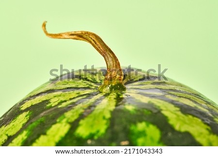 Tasty and juicy watermelon close up with dry tail on green background, delicious summer fruit. Striped ripe water melon berry with brown branch, sweet summer dessert for stay hydrated Royalty-Free Stock Photo #2171043343